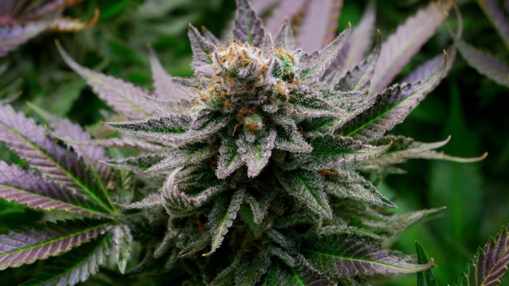 Why is educating youth about responsible cannabis use important?