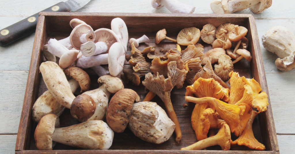 The Effects of Calm Mushrooms: Natural Solutions for Stress Relief
