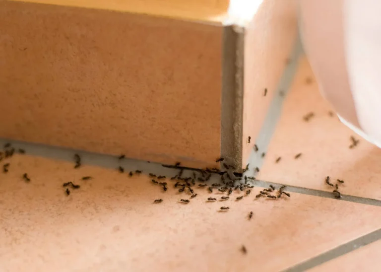 Do Heavy Rains Trigger Ant Infestations in Merriam?